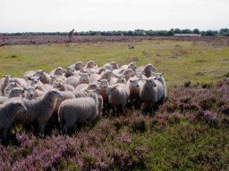 IMGP3173-Lammene-samlet